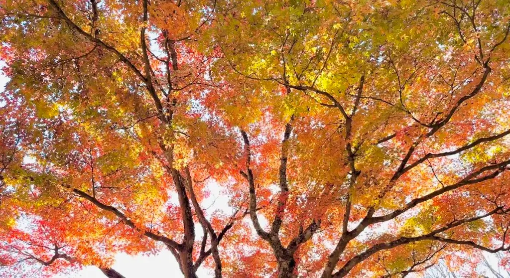 momiji leaves- Japan autumn