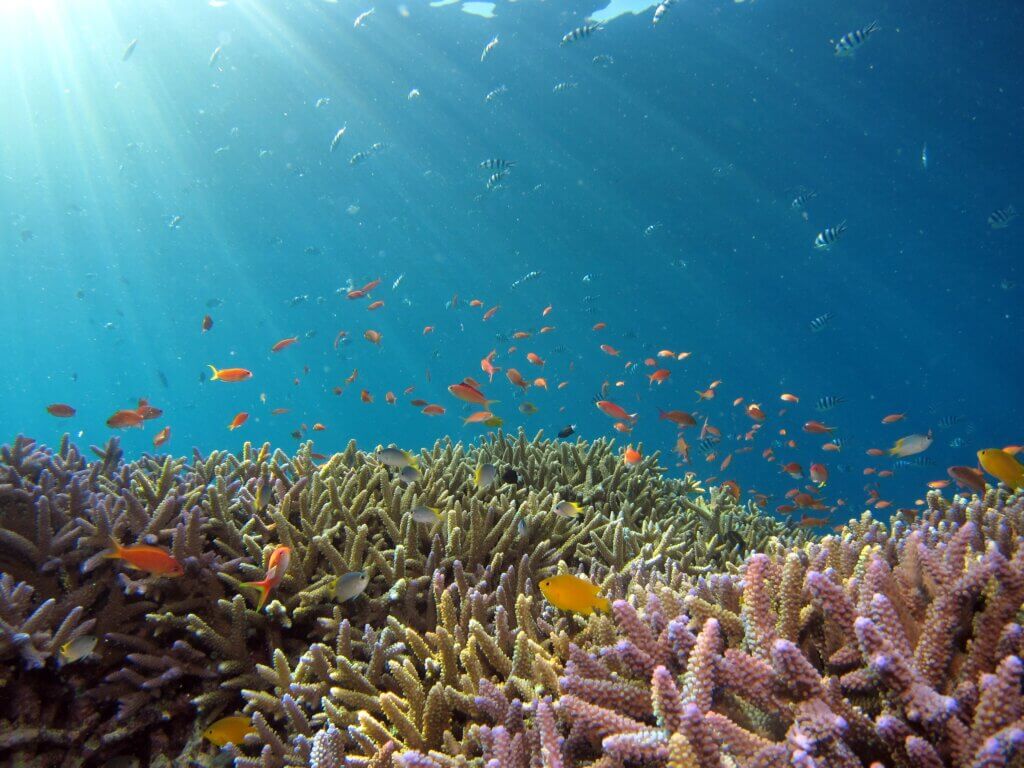 okinawa corals