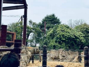 ueno zoo - travel journal