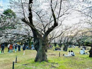 Yoyogi park during sakura season