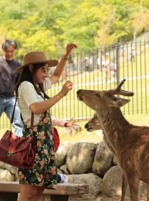 feeding a deer at Nara park Japan- japan travel itinerary