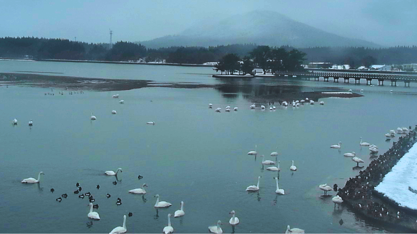 asadokoro kaigan migratory birds