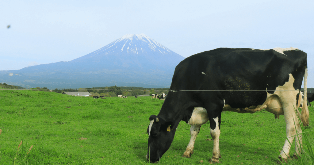 cow grazing with mt fuji as background at Asagiri higland