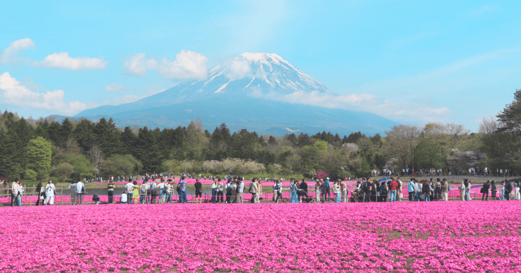 shibazakura and Mt Fuji