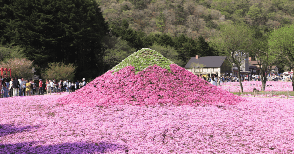 Mt fuji inspired shibazakura