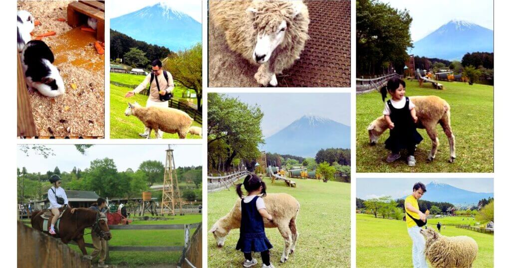 makaino farm animal encounter