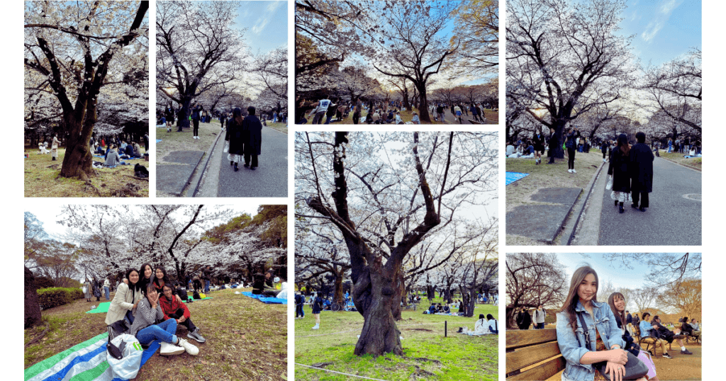 yoyogi park sakura season