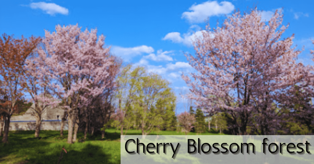 moerenuma park cherry blossom forest