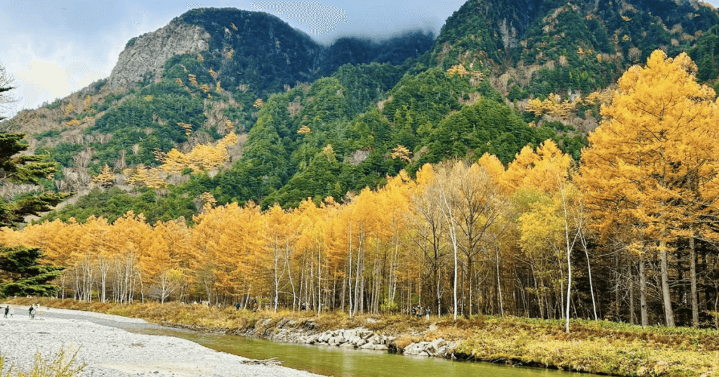 kamikochi ginkgo tree