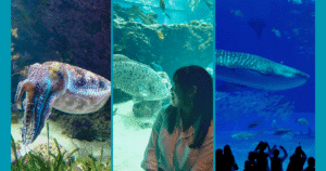 churaumi aquarium