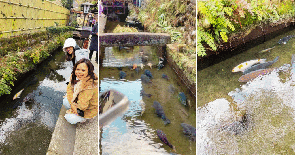 Gujo hachiman koi canal