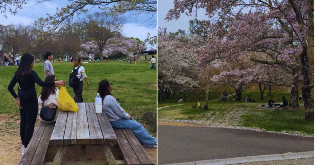 Alps park sakura