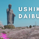 Ushiku daibutsu during sakura season