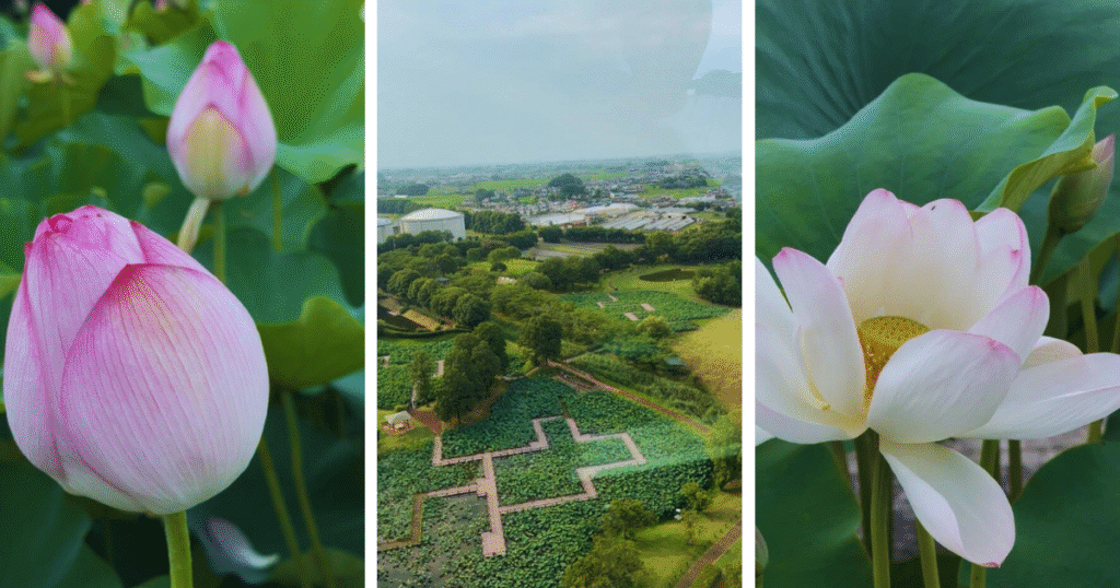 ancient lotus pond