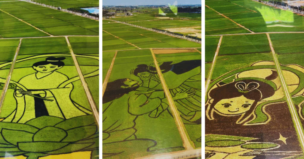past gyoda rice paddy art