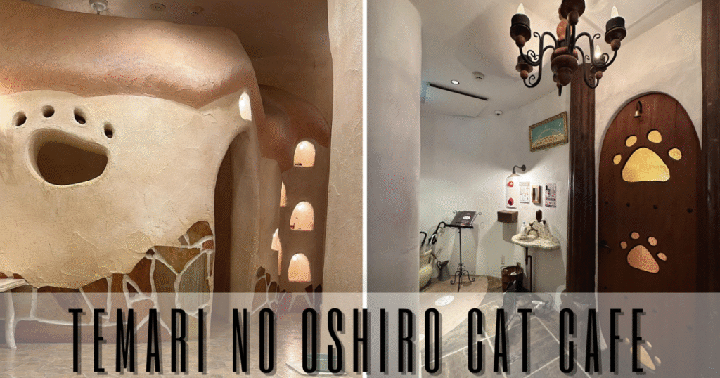 Inside Temari no Oshiro cat cafe