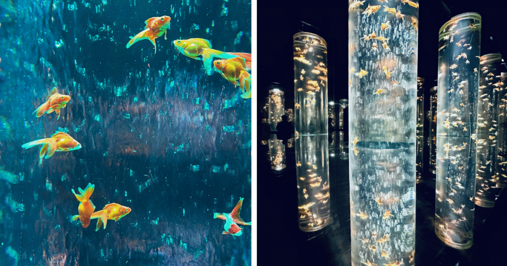 goldfish pathway