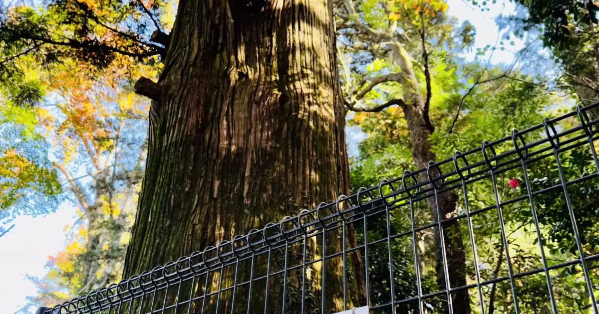 Octopus Shaped Cedar